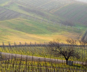 Produttori vineyard